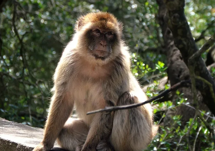 picture of monkeys at vipassana jaipur meditation center