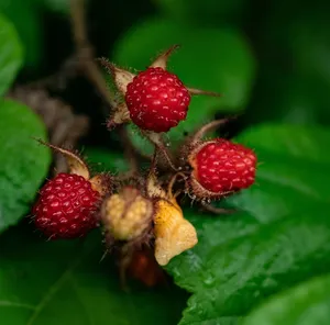 what is mindful eating 